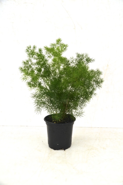 asparagus-macowanii-ming-fern-asparagus-retrofractus