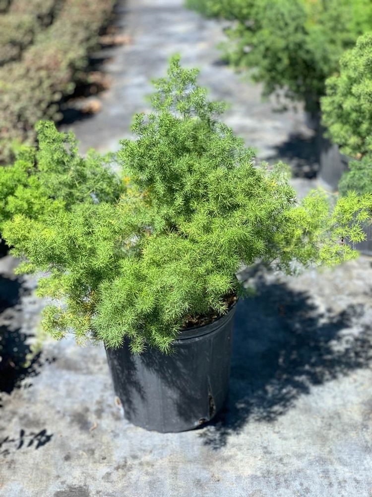 asparagus-macowanii-ming-fern-asparagus-retrofractus