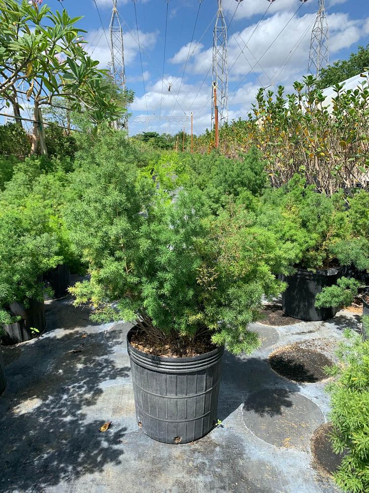 asparagus-macowanii-ming-fern-asparagus-retrofractus