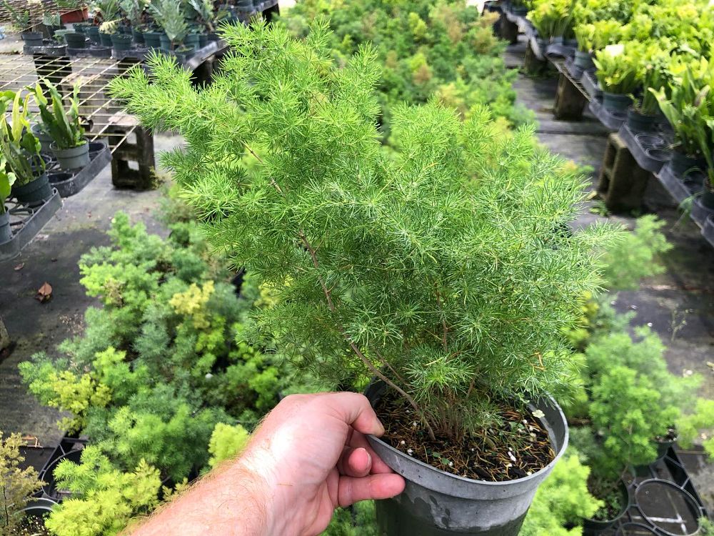 asparagus-macowanii-ming-fern-asparagus-retrofractus