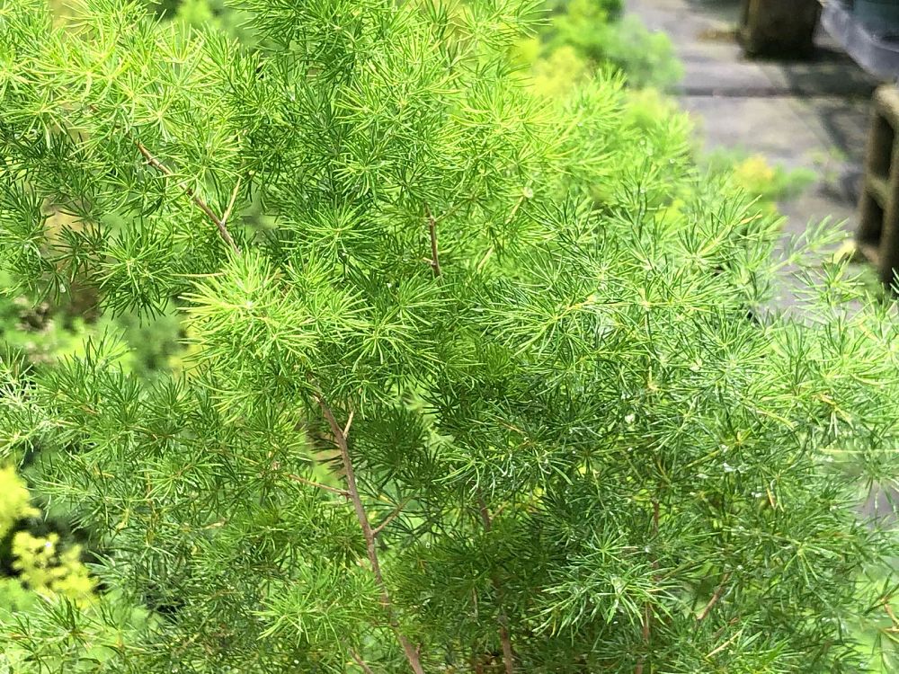 asparagus-macowanii-ming-fern-asparagus-retrofractus