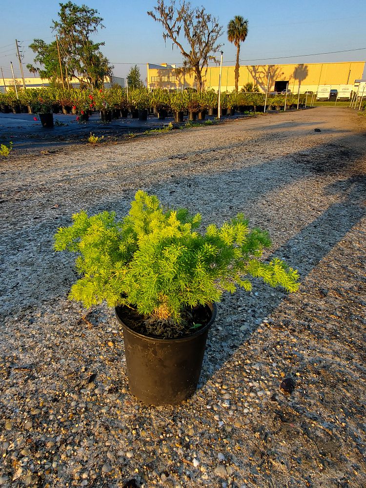asparagus-macowanii-ming-fern-asparagus-retrofractus
