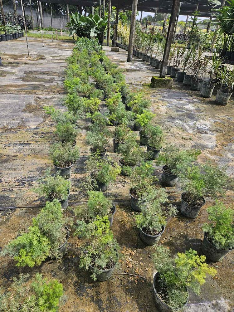 asparagus-macowanii-ming-fern-asparagus-retrofractus