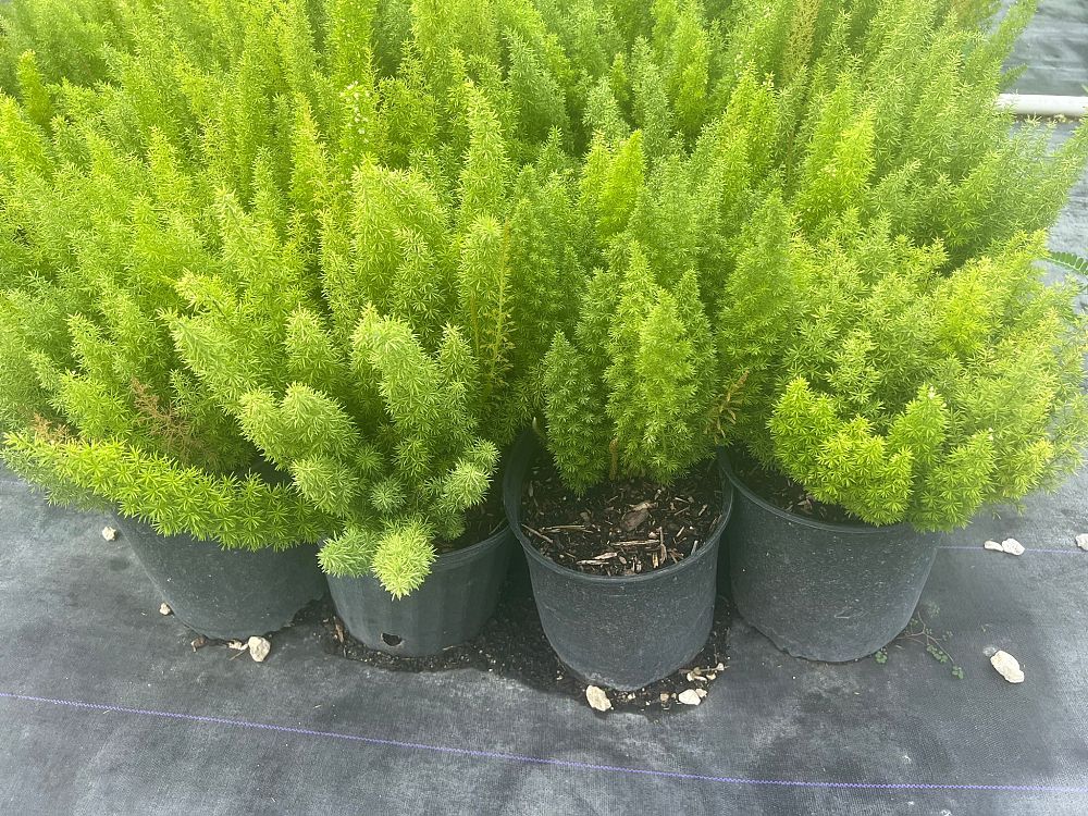 asparagus-myriocladus-ming-fern