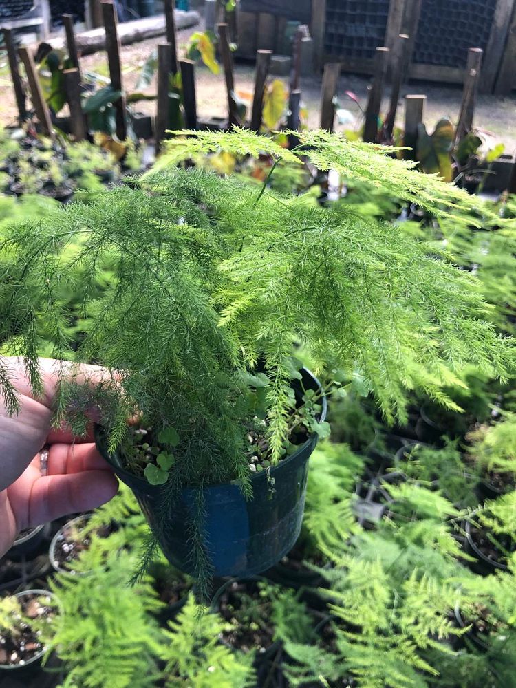 asparagus-plumosus-nanus-fern-plumosa