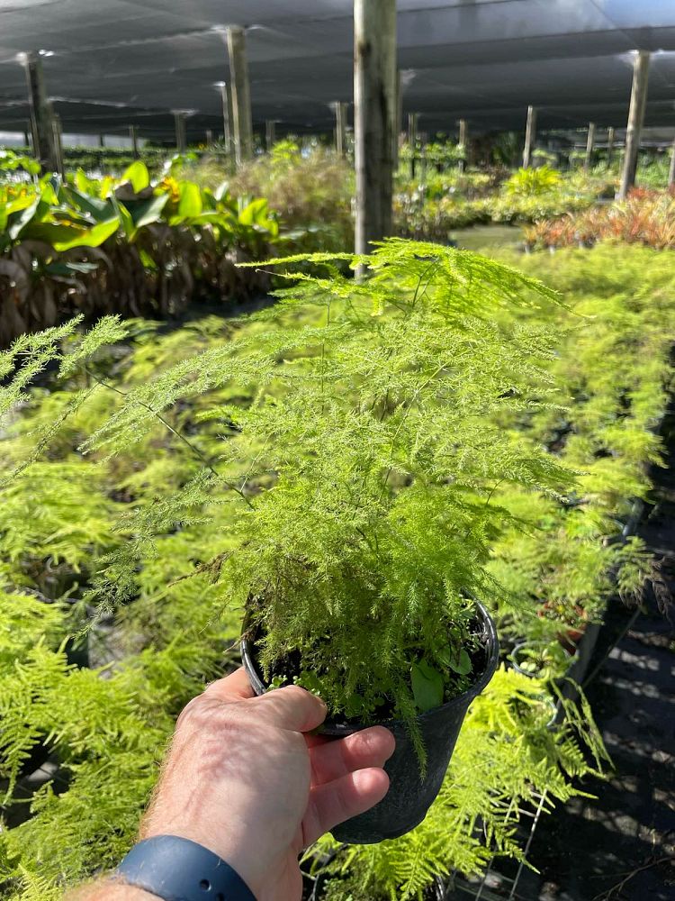 asparagus-plumosus-nanus-fern-plumosa