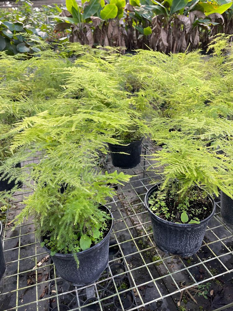 asparagus-plumosus-nanus-fern-plumosa