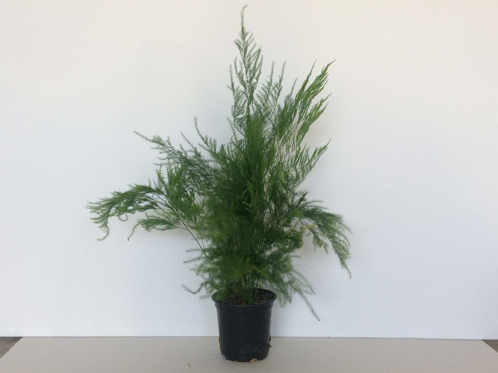 asparagus-pyramidalis-asparagus-fern