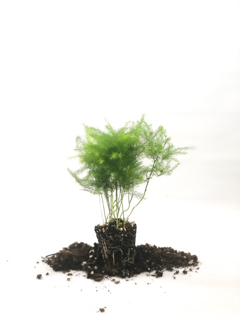 asparagus-pyramidalis-asparagus-fern