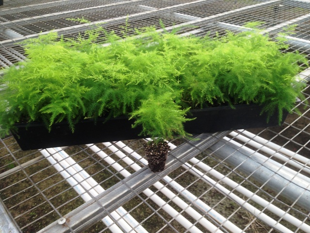 asparagus-setaceus-asparagus-fern-asparagus-plumosus