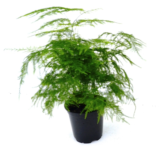 asparagus-setaceus-asparagus-fern-asparagus-plumosus