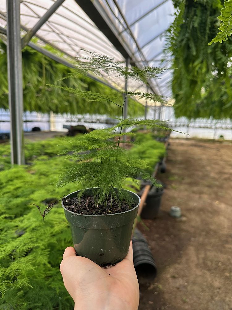 asparagus-setaceus-nanus-plumosa-fern-asparagus-fern