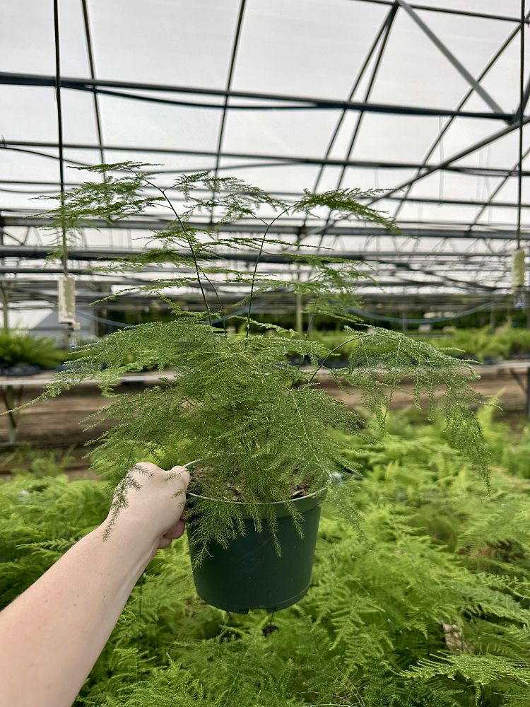 asparagus-setaceus-nanus-plumosa-fern-asparagus-fern