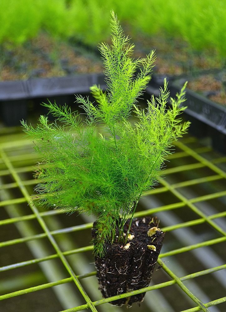 asparagus-virgatus