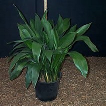 aspidistra-elatior-cast-iron-plant