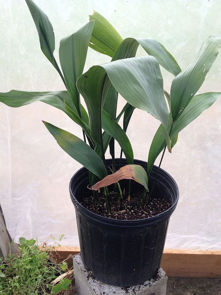 aspidistra-elatior-cast-iron-plant