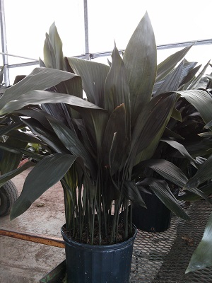aspidistra-elatior-cast-iron-plant
