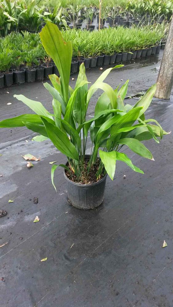 aspidistra-elatior-cast-iron-plant