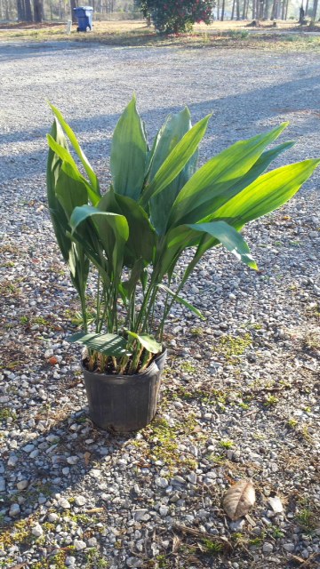 aspidistra-elatior-cast-iron-plant