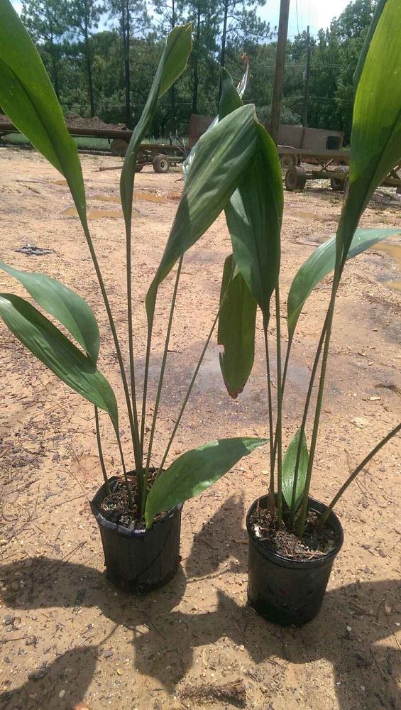 aspidistra-elatior-cast-iron-plant