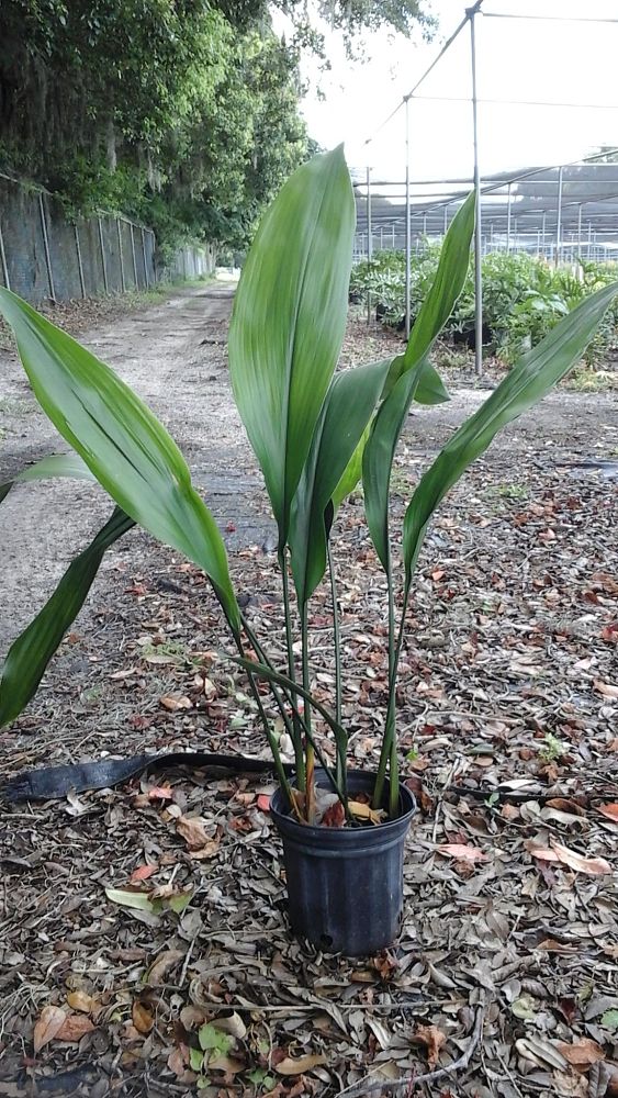 aspidistra-elatior-cast-iron-plant
