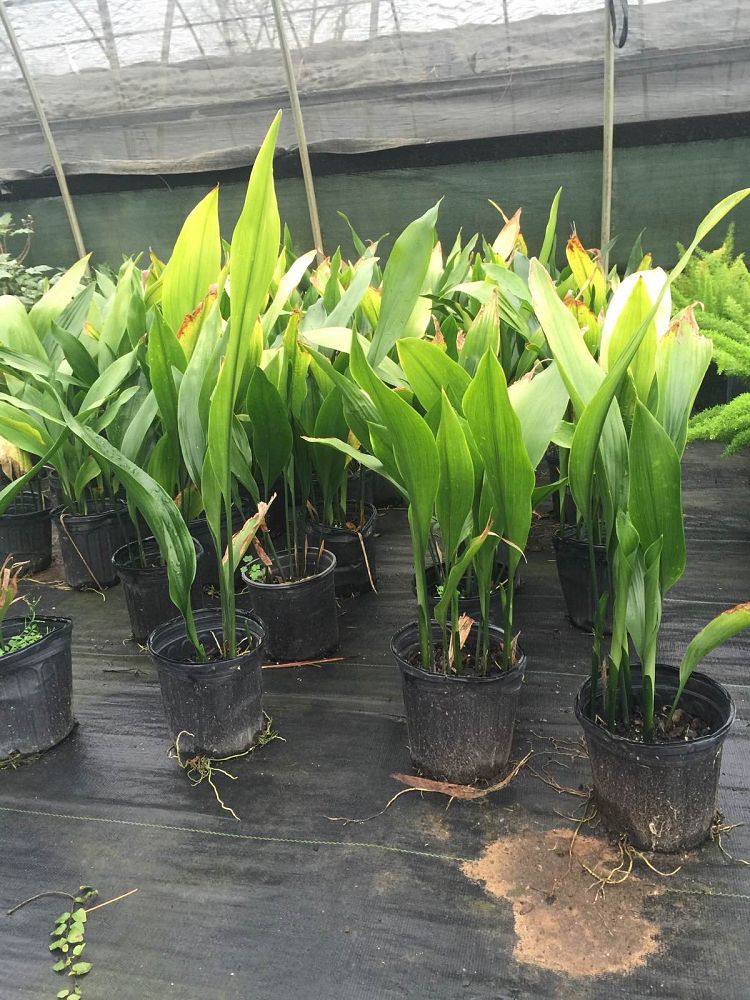 aspidistra-elatior-cast-iron-plant