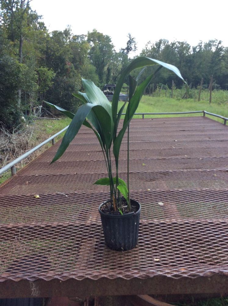 aspidistra-elatior-cast-iron-plant