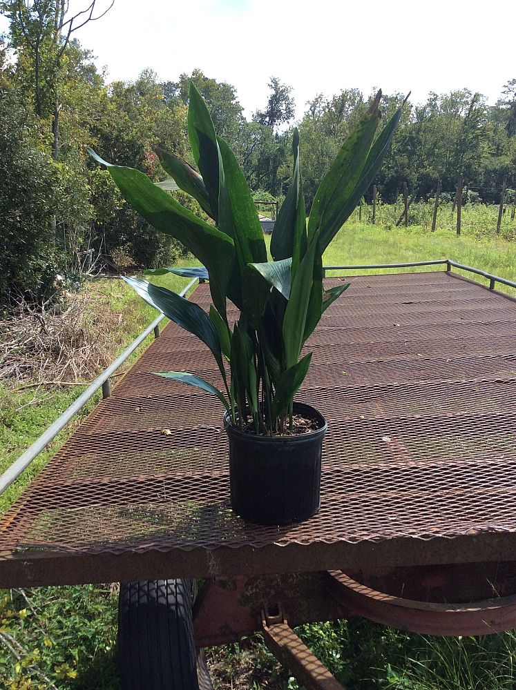 aspidistra-elatior-cast-iron-plant