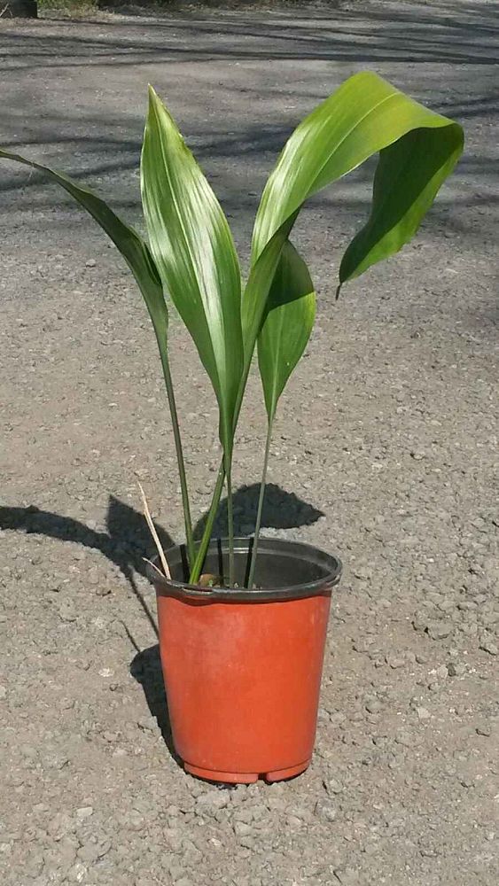 aspidistra-elatior-cast-iron-plant