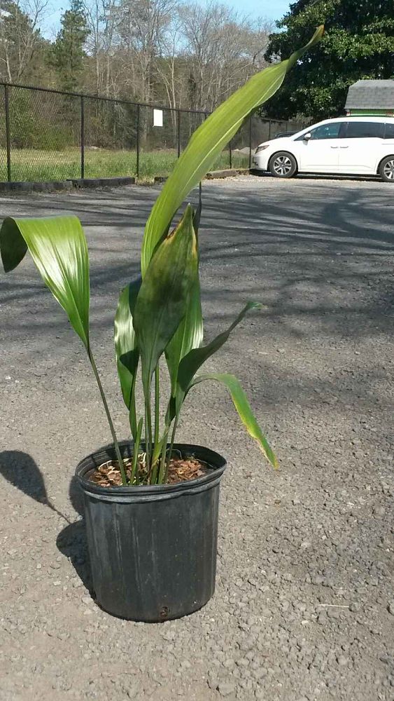 aspidistra-elatior-cast-iron-plant