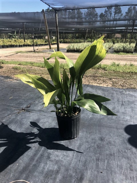 aspidistra-elatior-cast-iron-plant