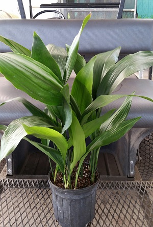 aspidistra-elatior-cast-iron-plant