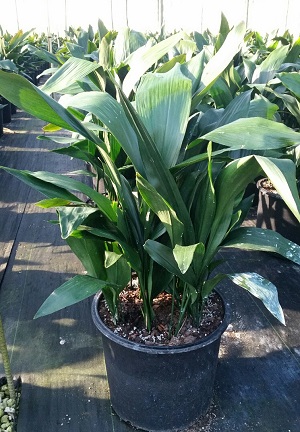aspidistra-elatior-cast-iron-plant