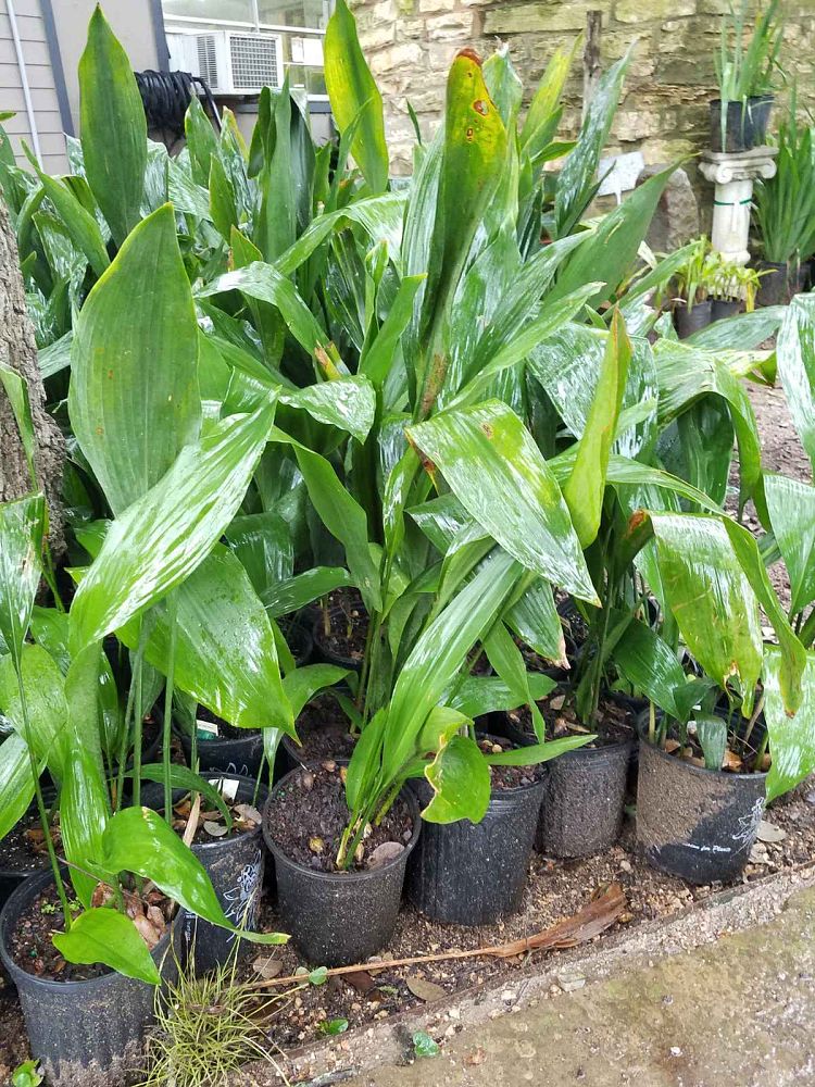 aspidistra-elatior-cast-iron-plant