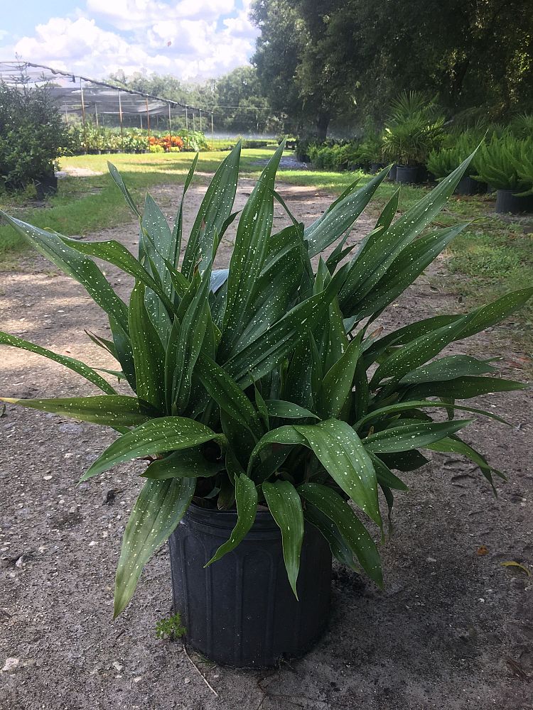 aspidistra-elatior-cast-iron-plant