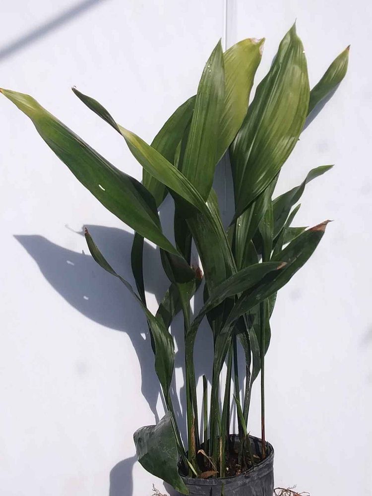 aspidistra-elatior-cast-iron-plant