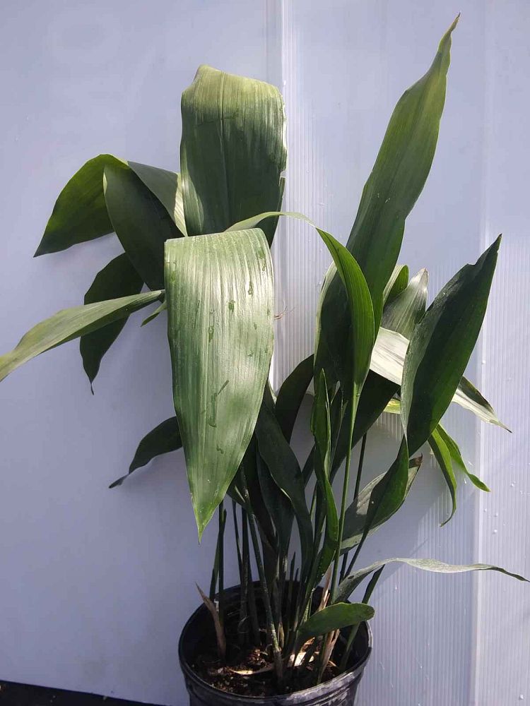aspidistra-elatior-cast-iron-plant