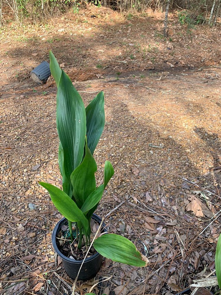aspidistra-elatior-cast-iron-plant