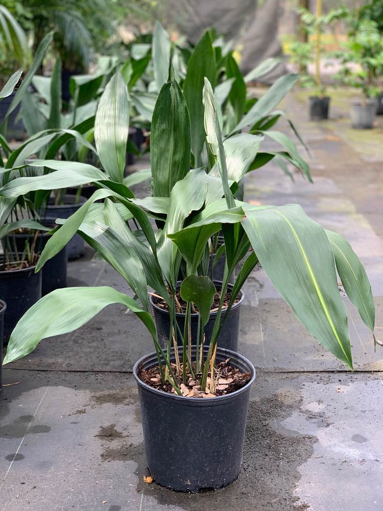 aspidistra-elatior-cast-iron-plant