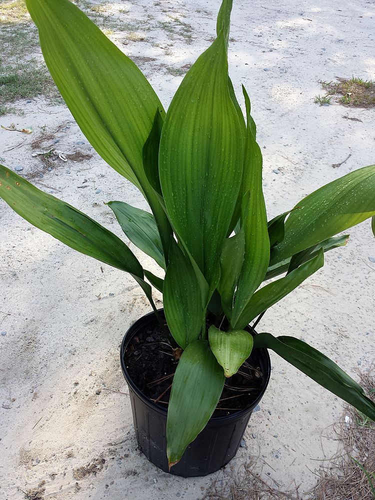 aspidistra-elatior-cast-iron-plant