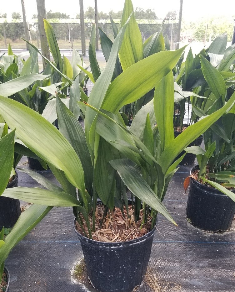 aspidistra-elatior-cast-iron-plant