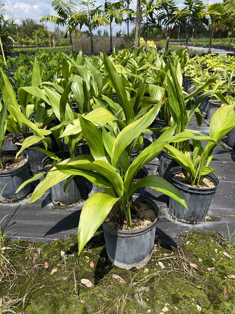 aspidistra-elatior-cast-iron-plant
