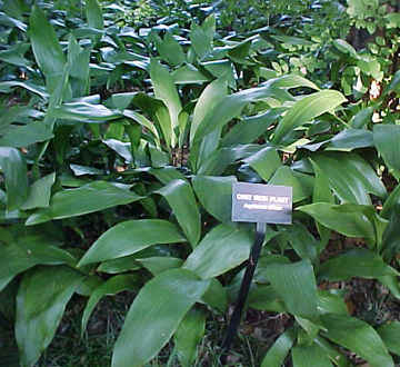 aspidistra-elatior-cast-iron-plant