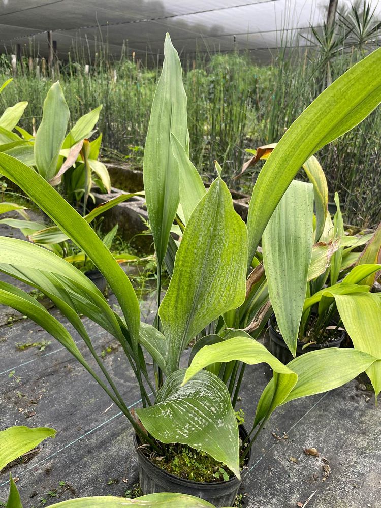 aspidistra-elatior-cast-iron-plant