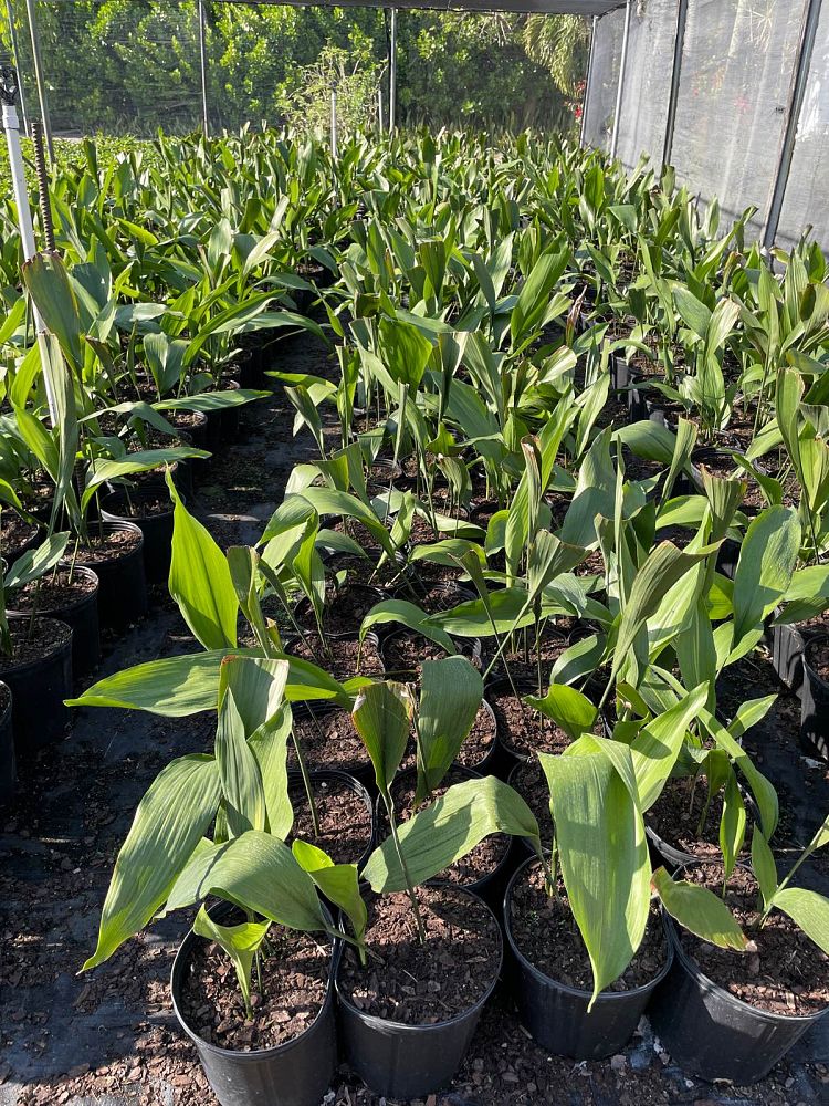 aspidistra-elatior-cast-iron-plant