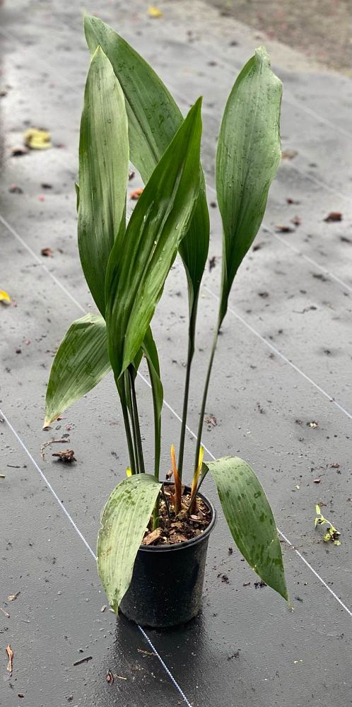 aspidistra-elatior-cast-iron-plant