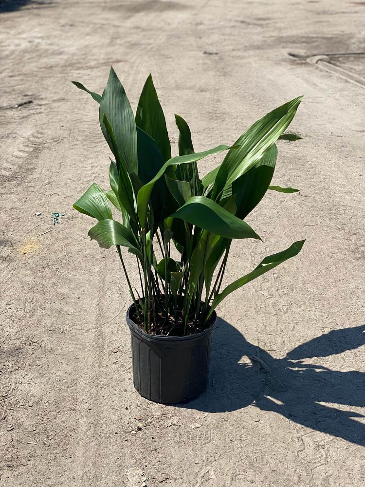 aspidistra-elatior-cast-iron-plant