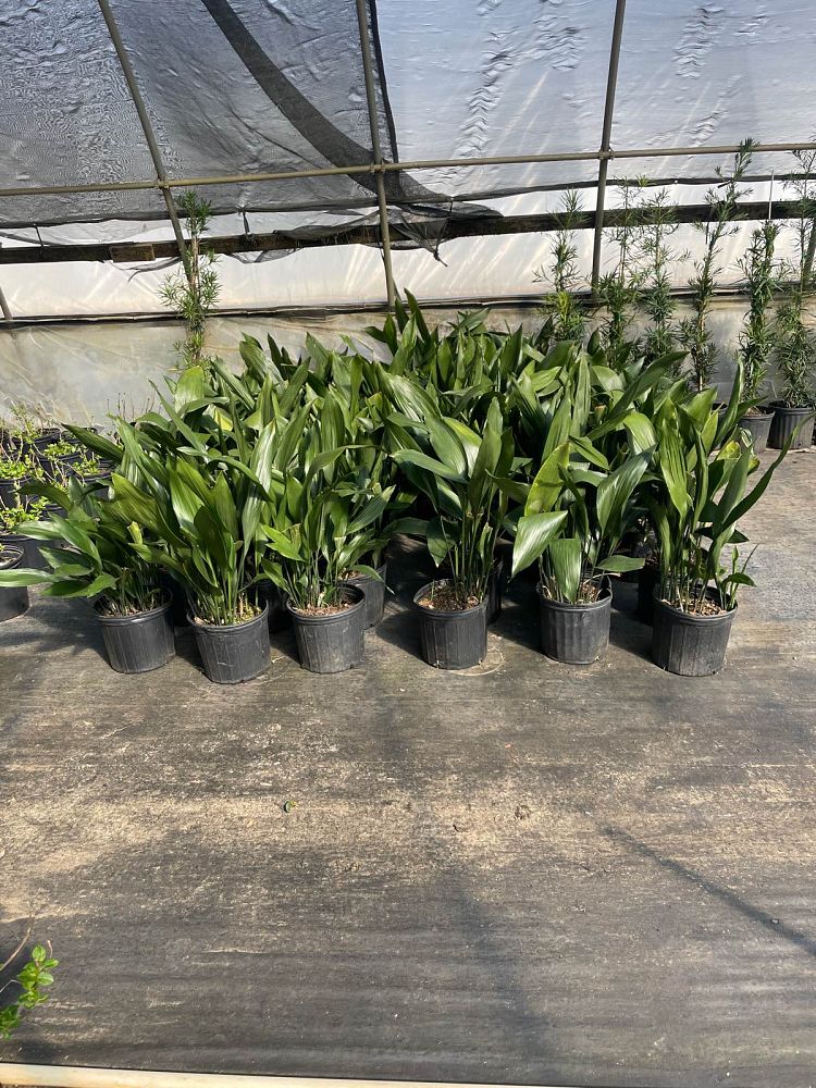 aspidistra-elatior-cast-iron-plant