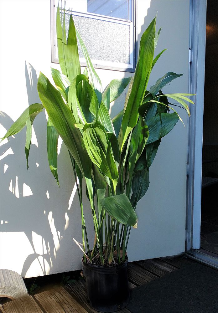 aspidistra-elatior-cast-iron-plant