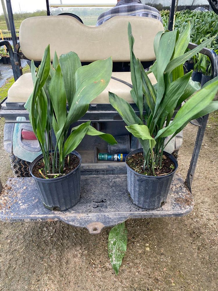 aspidistra-elatior-cast-iron-plant